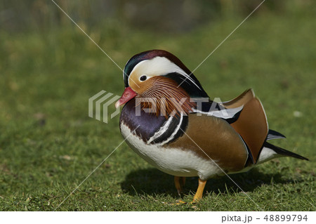 Mandarin Duck 48899794