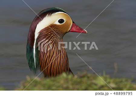 Mandarin Duck Mandarin Duck 48899795