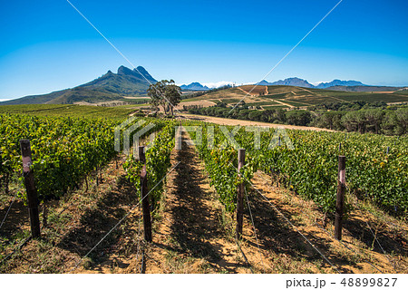 Beautiful landscape of Cape Winelands, wine Beautiful landscape of Cape Winelands, wine 48899827