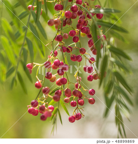 A pink pepper tree with peppercorns A pink pepper tree with peppercorns 48899869