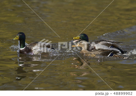 Mallard Duck Mallard Duck 48899902