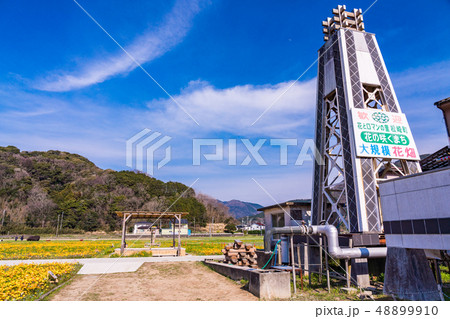 （静岡県）松崎町・田んぼをつかった花畑・温泉井戸 48899910