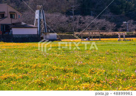 （静岡県）松崎町・田んぼをつかった花畑 48899961