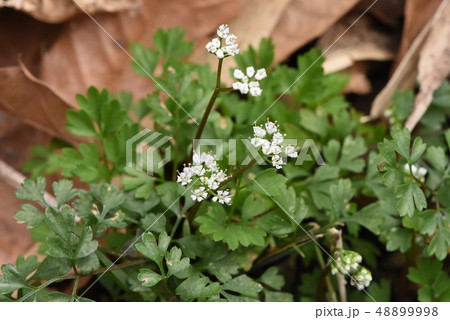 野草 野草 48899998