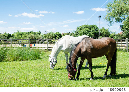 首を垂れて草を食べる白と茶色の馬たちの写真素材