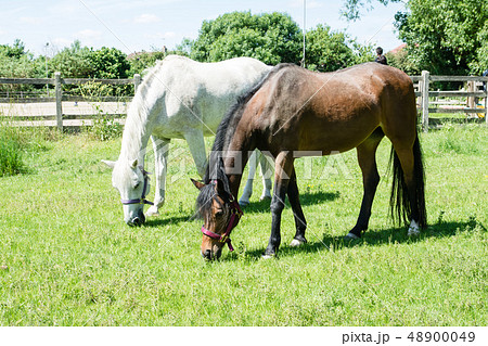 首を垂れて草を食べる白と茶色の馬たちの写真素材