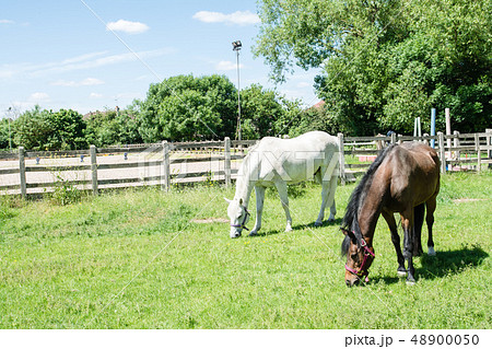 首を垂れて草を食べる白と茶色の馬たちの写真素材
