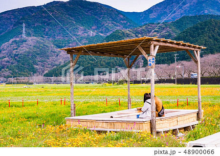 (静岡県)松崎町・田んぼをつかった花畑 足湯に浸かるふたり (静岡県)松崎町・田んぼをつかった花畑 足湯に浸かるふたり 48900066