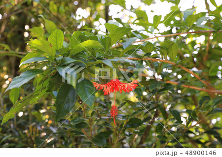 せーふぁーうたき３ 48900146