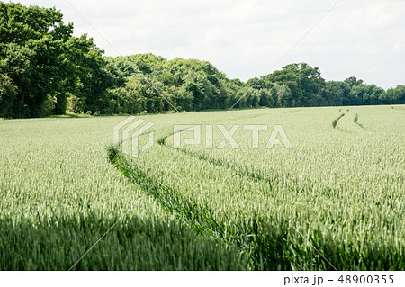 広がる麦畑にできた工作機械の二本のタイヤの跡 48900355