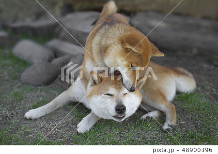 ギャフンな柴犬の写真素材