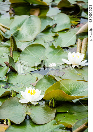白い蓮の花と丸い蓮の葉の写真素材