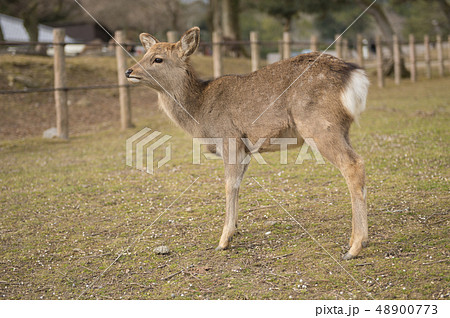【奈良県】奈良公園のシカ 48900773