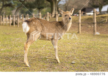 【奈良県】奈良公園のシカ 48900776