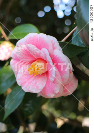 椿　源氏唐子　Camellia japonica ‘Genjikarako’ 48900907