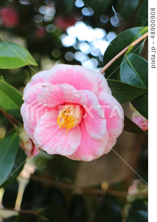 椿　源氏唐子　Camellia japonica ‘Genjikarako’ 48900908