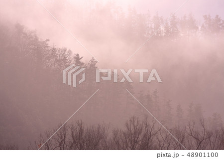 霧に浮かぶ山と林 48901100