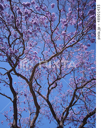 西オーストラリア・パースのジャカランダの花 / Jacaranda in Perth 西オーストラリア・パースのジャカランダの花 / Jacaranda in Perth 48901435