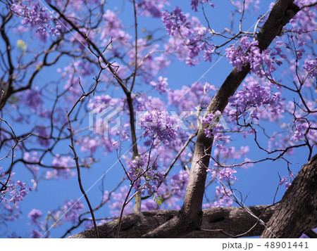 西オーストラリア・パースのジャカランダ Jacaranda in Perth, Australia 西オーストラリア・パースのジャカランダ Jacaranda in Perth, Australia 48901441