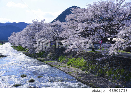 美甘宿場の桜並木と新庄川 48901733