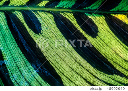 green floral background - calathean leaf surface green floral background - calathean leaf surface 48902040