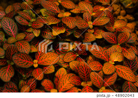 red green floral background fittonia red green floral background fittonia 48902043