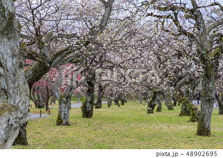 二条城 二条城 48902695