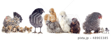 group of chicken group of chicken 48903385