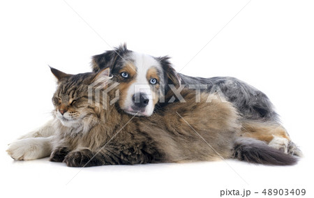 dog and cat 48903409