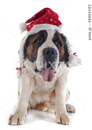 Saint Bernard and hat 48903483