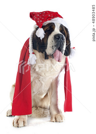 Saint Bernard and scarf Saint Bernard and scarf 48903485