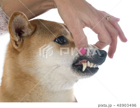 shiba inu and teeth 48903496