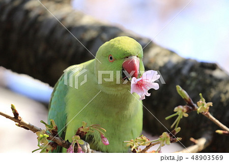 桜の花を食べる野生のワカケホンセイインコ 48903569