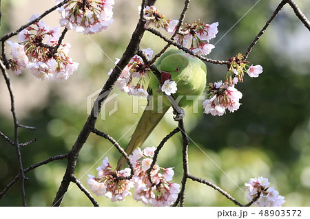 桜の花を食べる野生のワカケホンセイインコ 48903572
