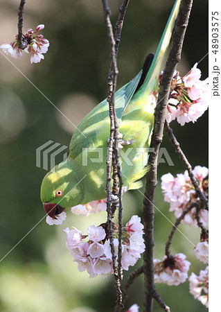 桜の花を食べる野生のワカケホンセイインコ 48903575