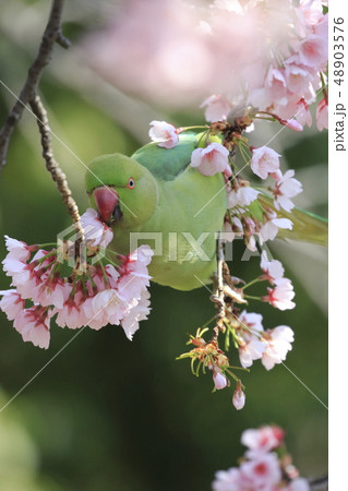 桜の花を食べる野生のワカケホンセイインコ 48903576