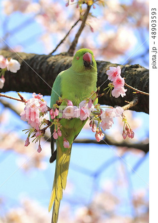 桜の花を食べる野生のワカケホンセイインコ 桜の花を食べる野生のワカケホンセイインコ 48903593