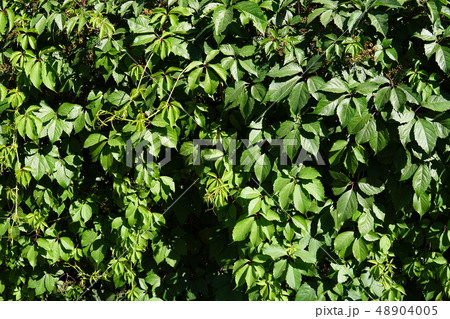 Green Ivy Wall Close Up with evenly lit leaves Green Ivy Wall Close Up with evenly lit leaves 48904005