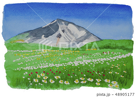 高山植物が咲く旭岳 48905177