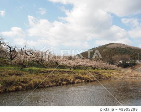 梅林 梅林 48905299