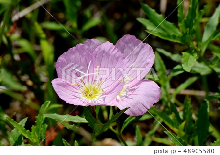 三鷹中原に咲くピンクのヒルザキツキミソウ 48905580