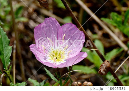 三鷹中原に咲くピンクのヒルザキツキミソウ 48905581