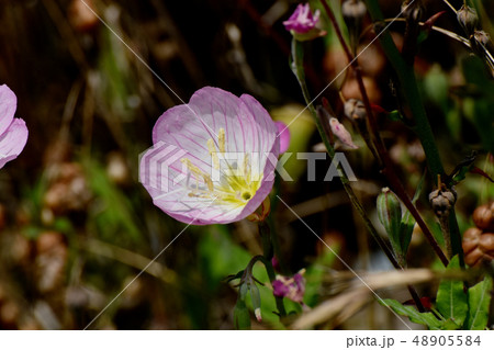 三鷹中原に咲くピンクのヒルザキツキミソウ 48905584