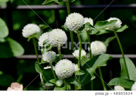 三鷹中原に咲く白いセンニチコウ 48905634