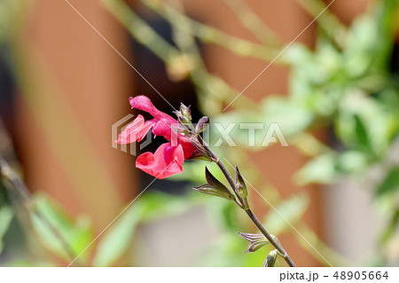 三鷹中原に咲く赤いサルビアミクロフィラ 48905664