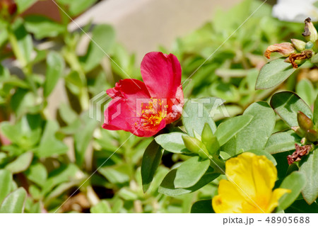 三鷹中原に咲く赤いマツバボタン 48905688