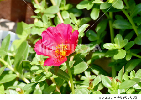 三鷹中原に咲く赤いマツバボタン 三鷹中原に咲く赤いマツバボタン 48905689