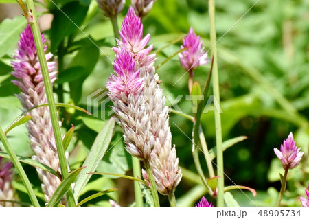 三鷹中原に咲く薄いピンクのノゲイトウ（セロシア） 48905734