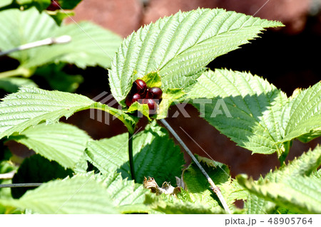 三鷹中原になる黒いシロヤマブキの実 三鷹中原になる黒いシロヤマブキの実 48905764