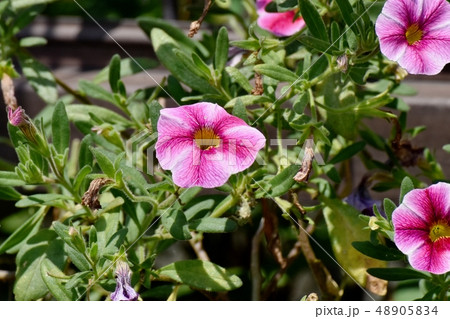 三鷹中原に咲く白とピンク複色のペチュニア 48905834
